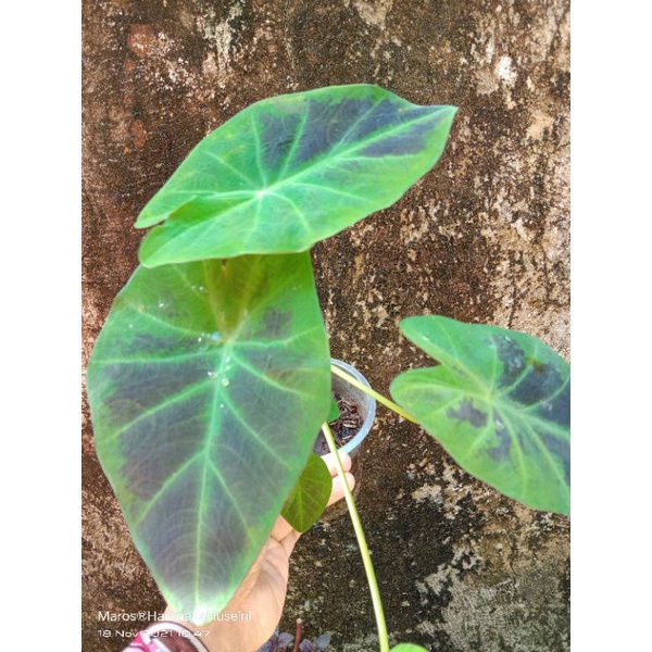 BUNGA KELADI BLACK BEAUTY/KELADI CORAK HITAM