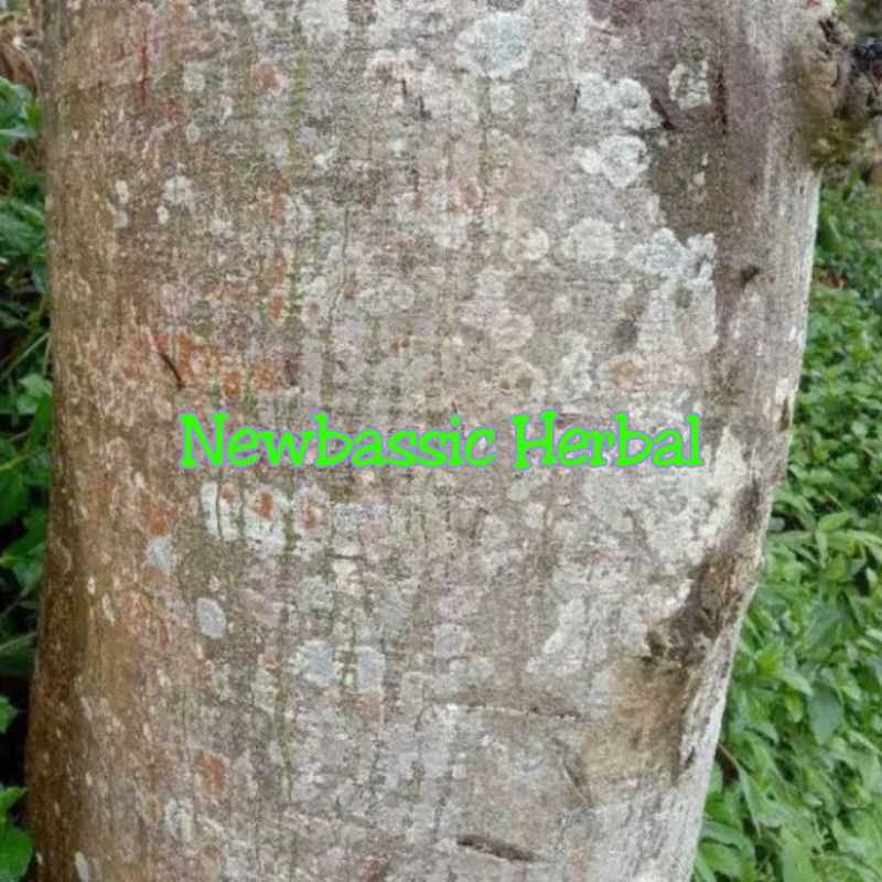 

kulit pohon randu/kapuk herbal alami 500 gram