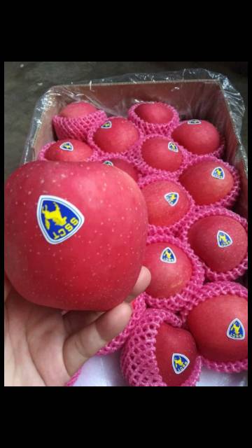 Jual Buah Apel Fuji Premium Kg Shopee Indonesia