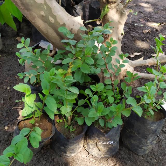 Bidara (bibit) siap buah