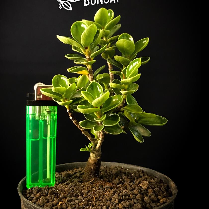 Paling Laris[LR 012]Beringin dolar mangkok micro bonsai ficus dolar mangkok