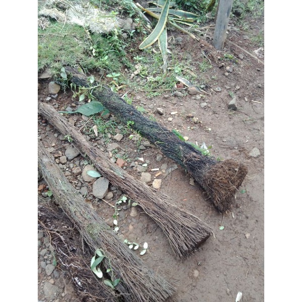 pohon pakis batang penyangga tanaman rambat per batang