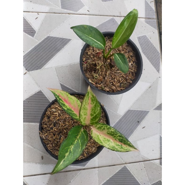 aglonema milky way, frozen