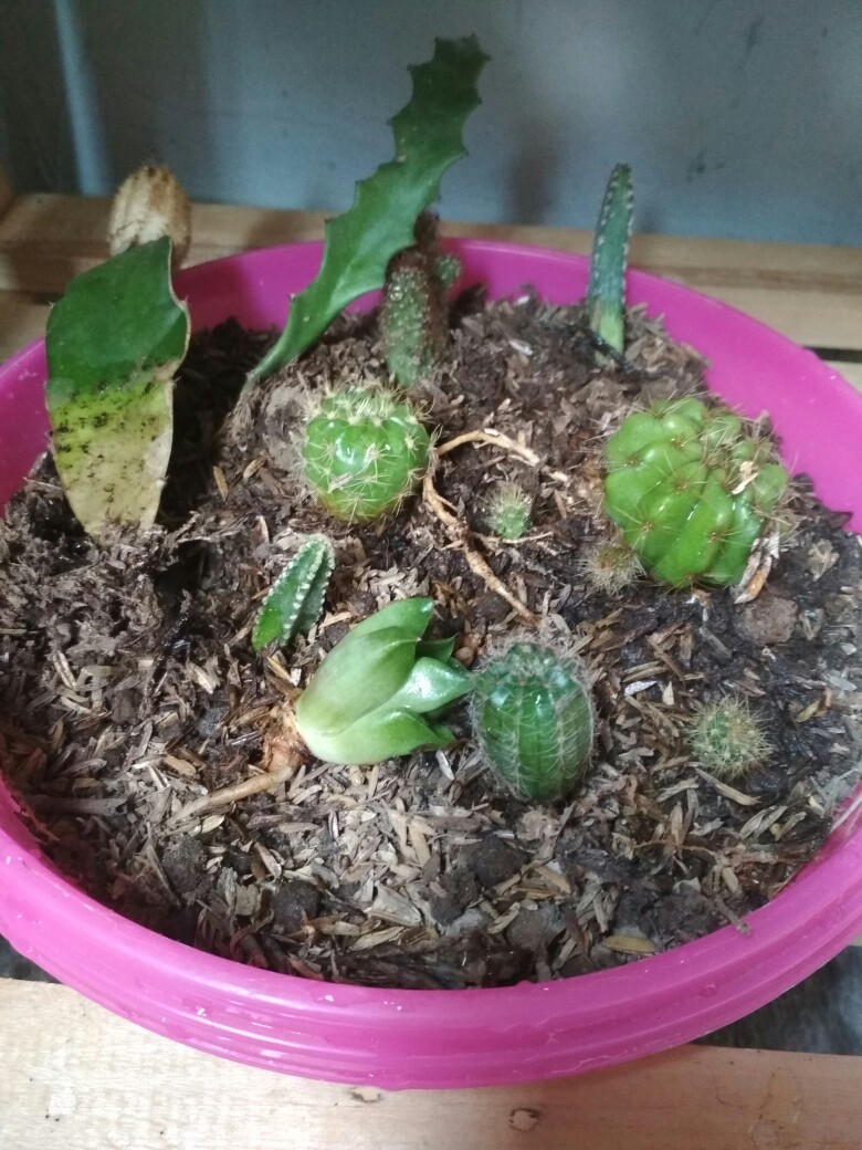 Kaktus Ownroot Bukan Bekas Sambungan Bebas Pilih