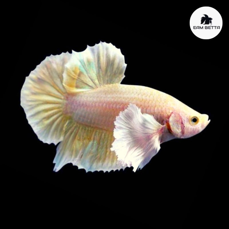 Ikan Cupang Plakat Big Ear Dumbo Ear Betta Kuping Gajah Besar Hias