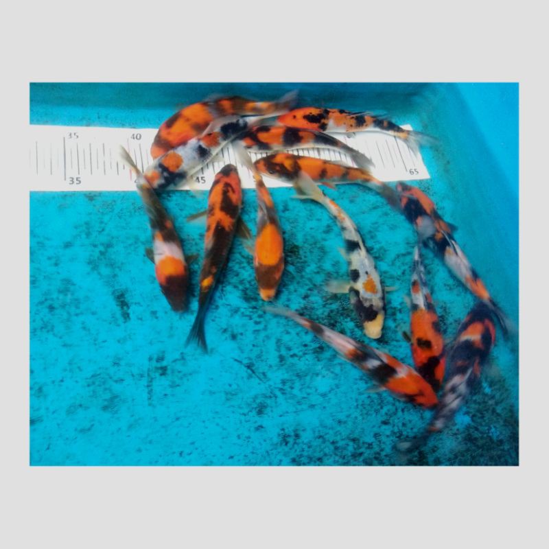 Ikan Koi Showa Grade A