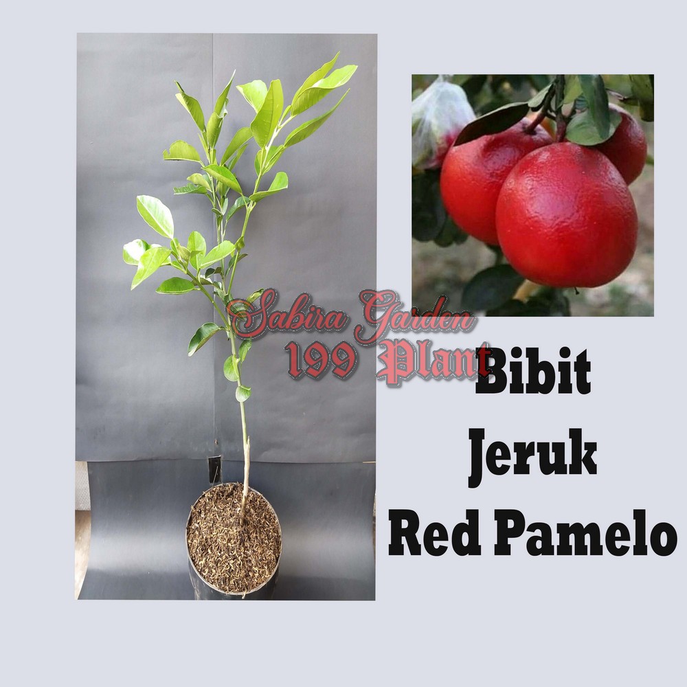 Pohon Jeruk Red Pamelo / Bibit Jeruk Red Pamelo/ Ruby Pamelo Thailand Super Manis