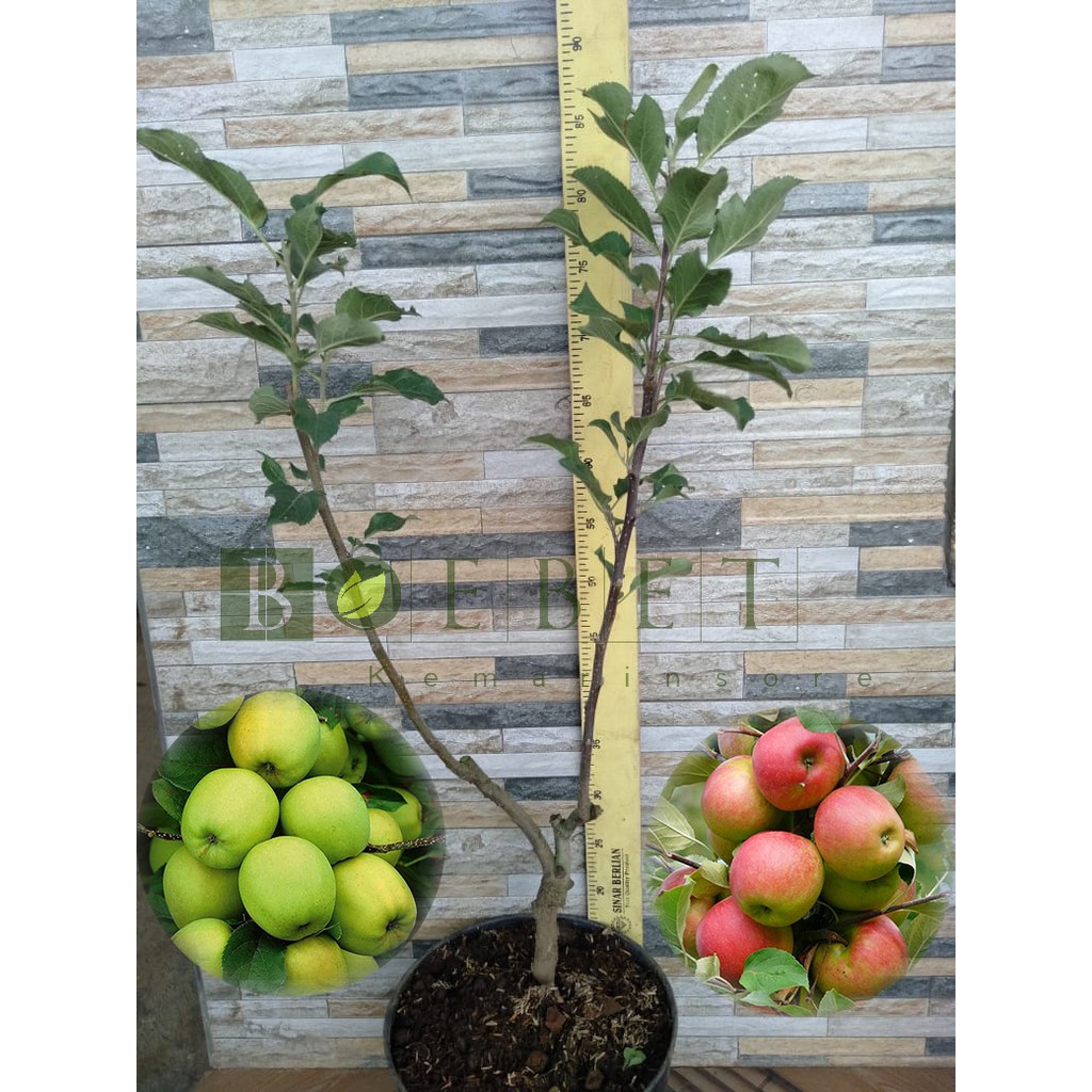 Bibit Apel 1 Pohon 2 Varian