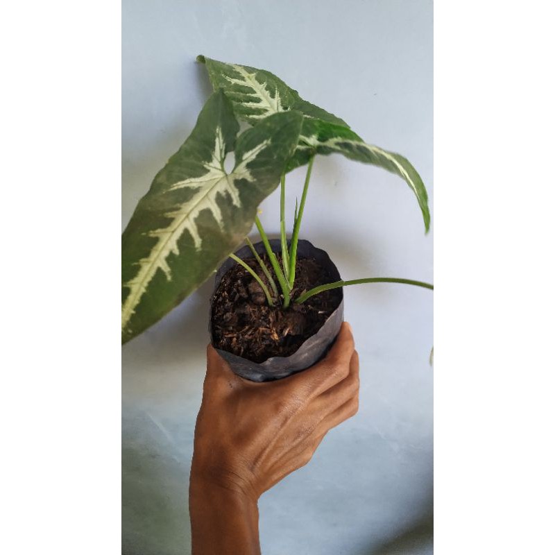 Tanaman hias keladi tikus   bibit tanaman hias keladi tikus segar