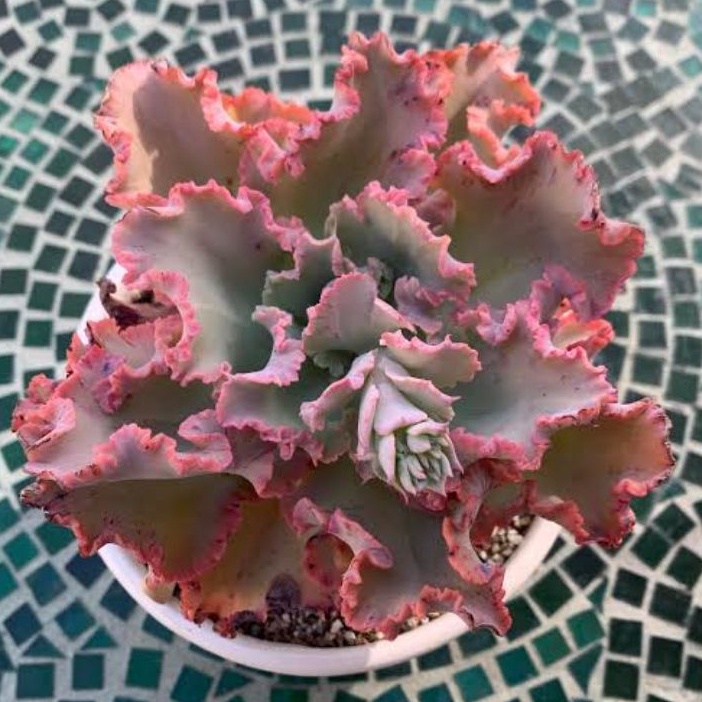 Sukulen Echeveria shaviana chantily /Sukulen kol