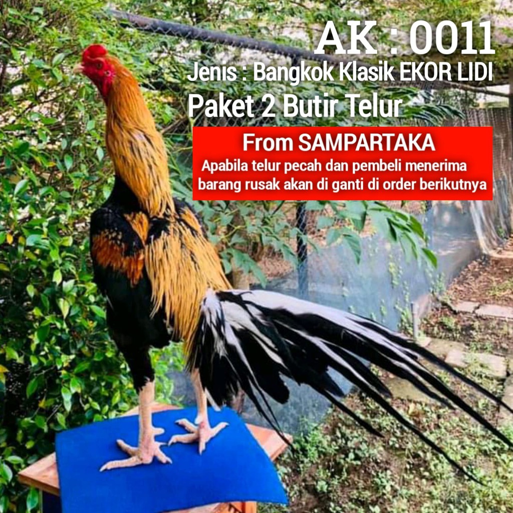 telur 2 butir ayam bangkok ekor lidi sampartaka