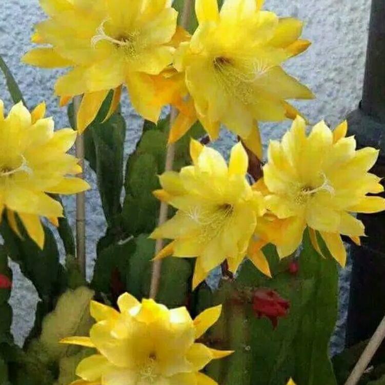 [COD] tanaman hias wijaya kusuma california bunga kuning