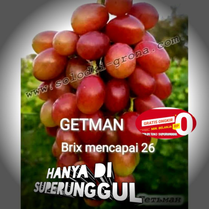 Bibit Anggur Import Jenis Gatman