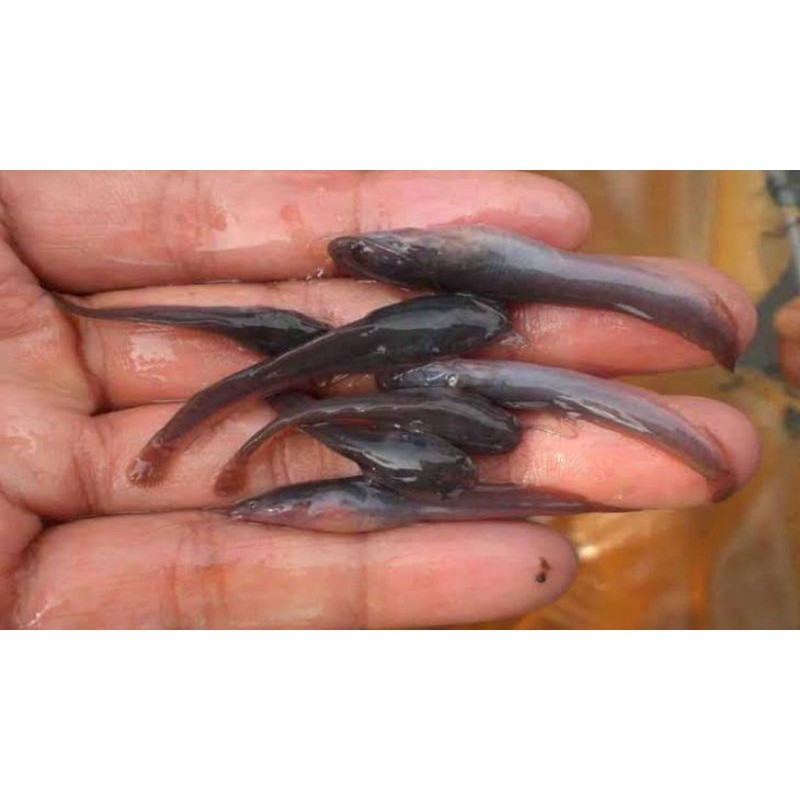 Bibit Ikan Lele - Ikan Lele Sangkuriang - Bibit Ikan - Ikan Lele - Bibit Lele - Lele Sangkuriang