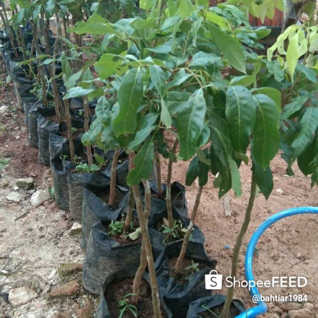 

Bibit lengkeng kateki