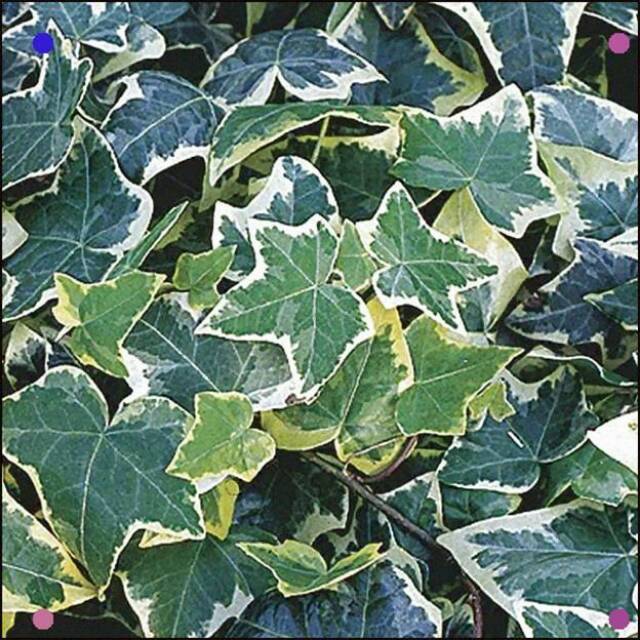 English Ivy Variegata/ Bibit Ivy Variegata Daun Rimbun/ Tanaman Gantung Ivy