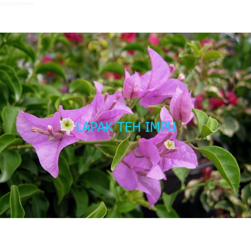 JUAL Bibit Kembang Kertas Bunga Bougenvile Bogenvile