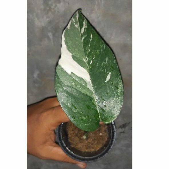 Epipremnum pinnatum varigata albo ekonomis