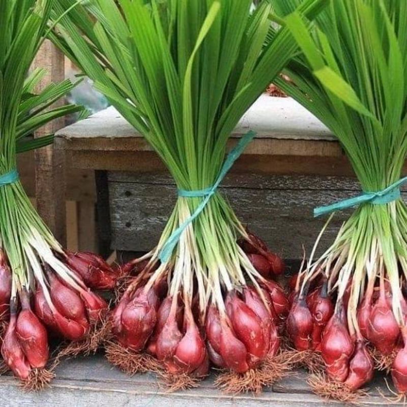 

Bawang Dayak Segar 1Kg / Bawang Dayak Organik / Bawang Dayak Kalimantan / BAWANG DAYAK / HERBAL / KOLESTROL , DARAH TINGGI ,STRUK , ASAM URAT . Bawang dayak segar . Bawang twai . Bawang sabrang . Umbi bawang dayak . bawang dayak fres . umbi ajaib