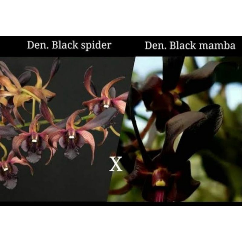 Dendrobium rajajowas