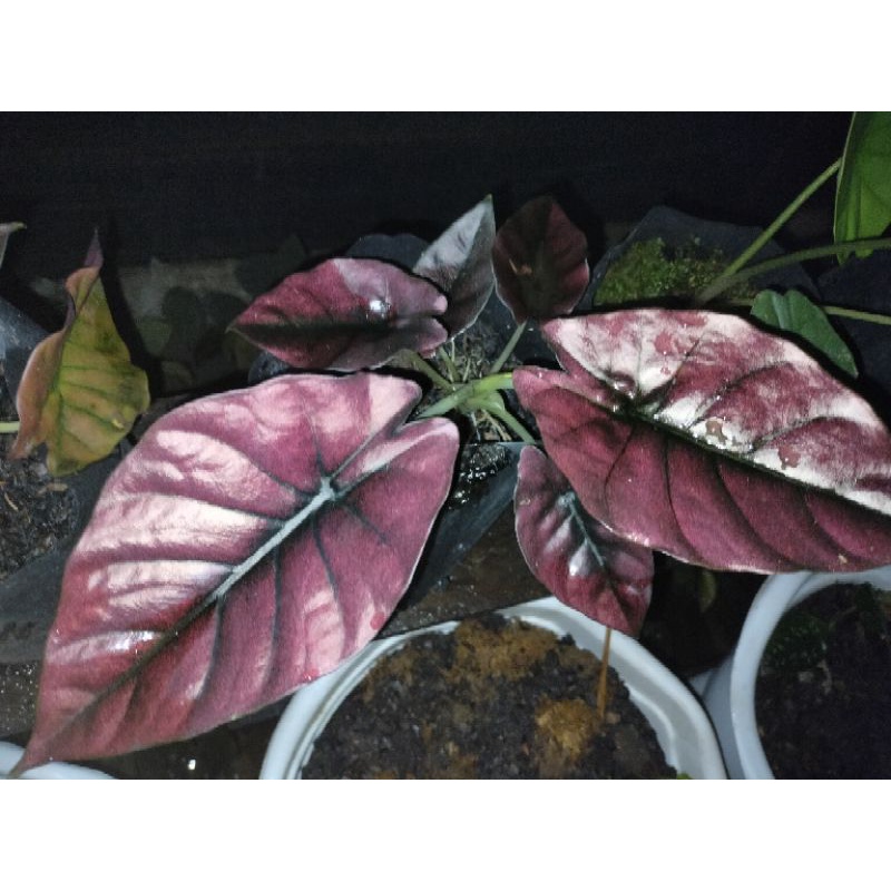 alocasia infranalis red