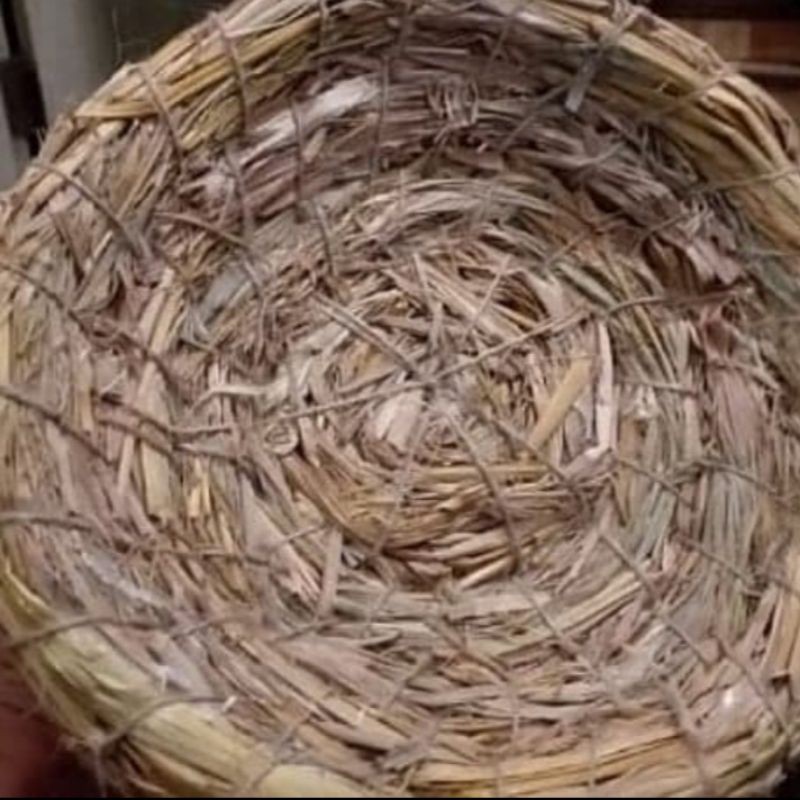 Sarang Goni Sarang Bertelur Burung Dara Merpati Pos Ayam Kate Sarang Bertelur