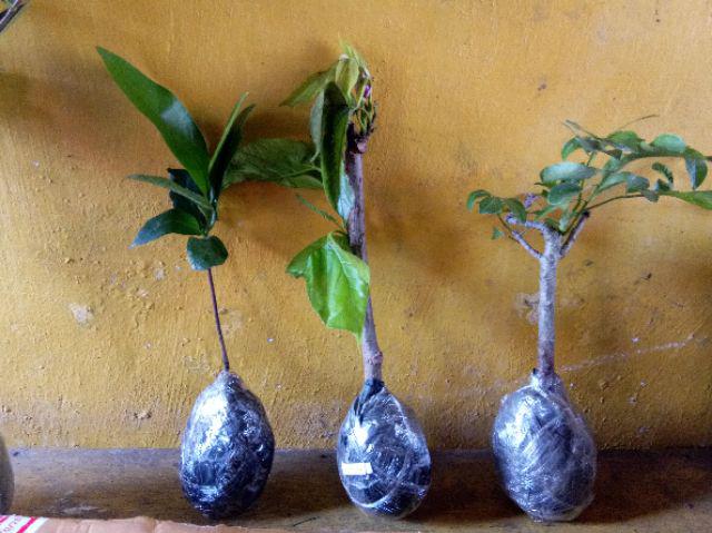 Bibit Long Murbei Super Manis