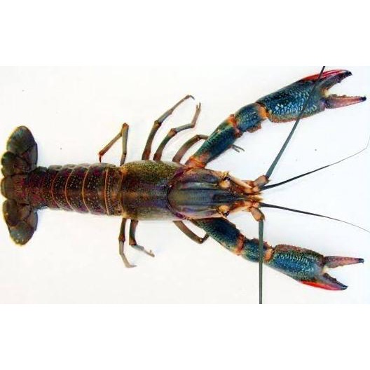 

Jual Lobster Air Tawar konsumsi size 15-20 !!