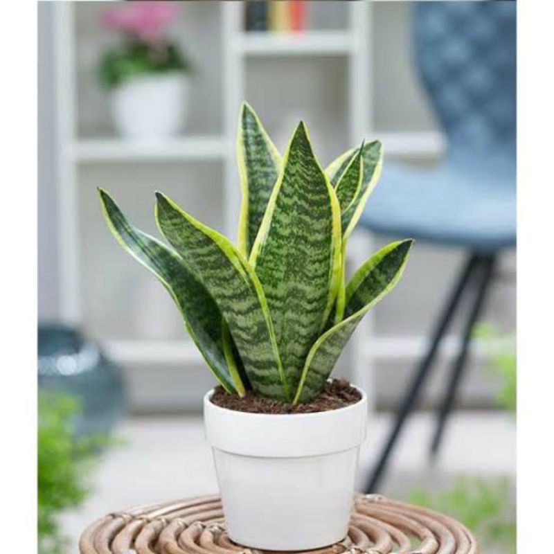 TANAMAN HIAS SANSEVIERIA FUTURA SUPERBA
