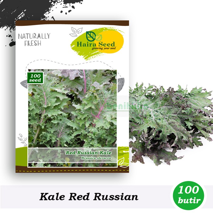 Benih-Bibit Kale Red Russian (Haira Seed)