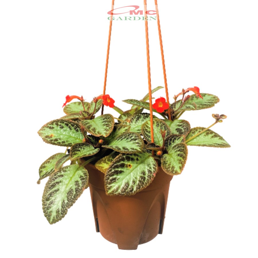 Tanaman Hias Episcia Cupreata Begonia Beludru Coklat Silver Gantung Penutup Tanah EP-CS