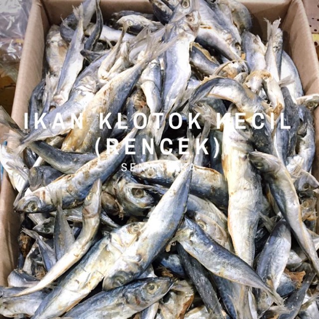 

Ikan Klotok Kecil per KG