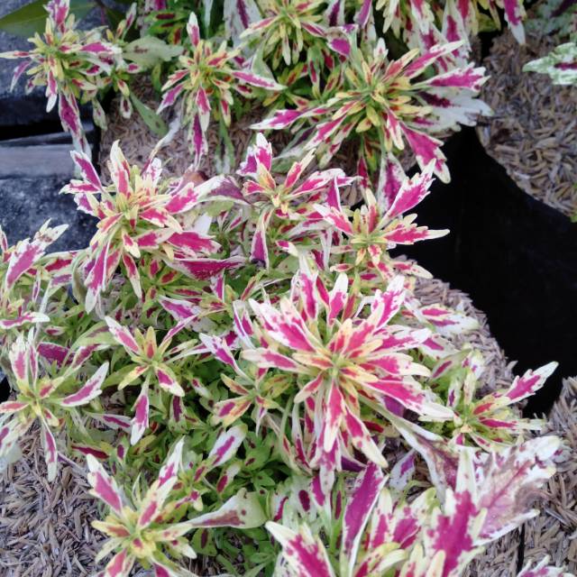 Miana Sirikit~ Ileran ~Jawer kotok~ Coleus Stormy