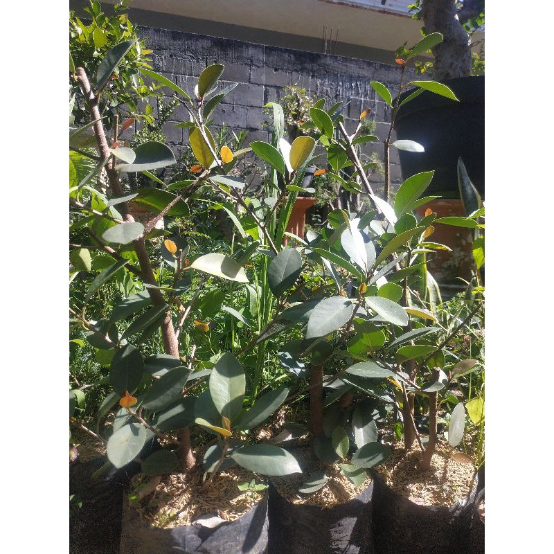 Bahan Bonsai Iprik Silver Impor