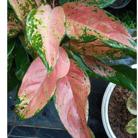 AGLONEMA KOCHIN CAMELEON HYBRID,AGLONEMA KOCHIN TEMBAGA PINK,KOCHIN CAMELEON,AGLONEMA KOCHIN KAMELON
