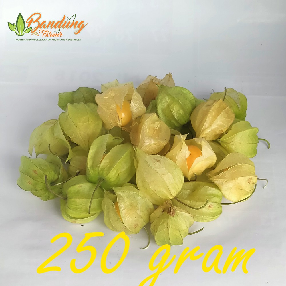 

Buah Ciplukan 250 gram PROMO DISKON!!