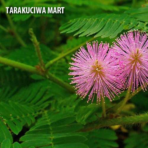 

Putri Malu (Akar/Daun) Organik Segar dipetik Langsung dari Alam