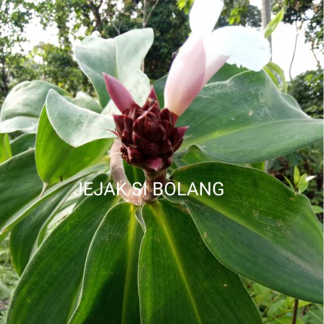

DAUN PACING SEGAR HERBAL PER 200 GRM