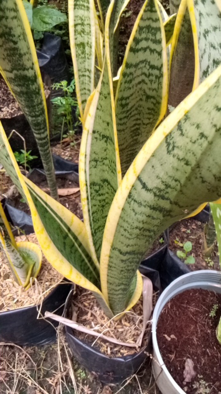 Sansivera Pagoda / Lidah Mertua / Lidah Buaya / Aloevera Bougenville Murah