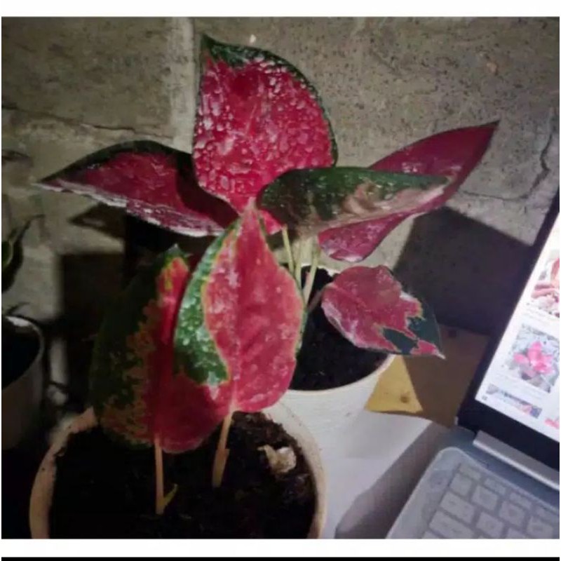 aglonema bonggol aglonema suksom jaipong