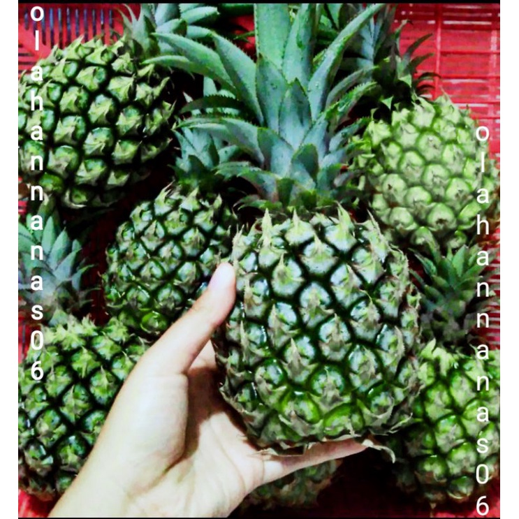 

TERMURAH!! NANAS MUDA