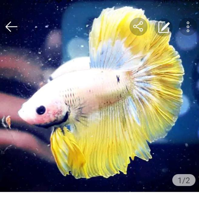 Terbaru Ikan Cupang Hias Halfmoon Yellow