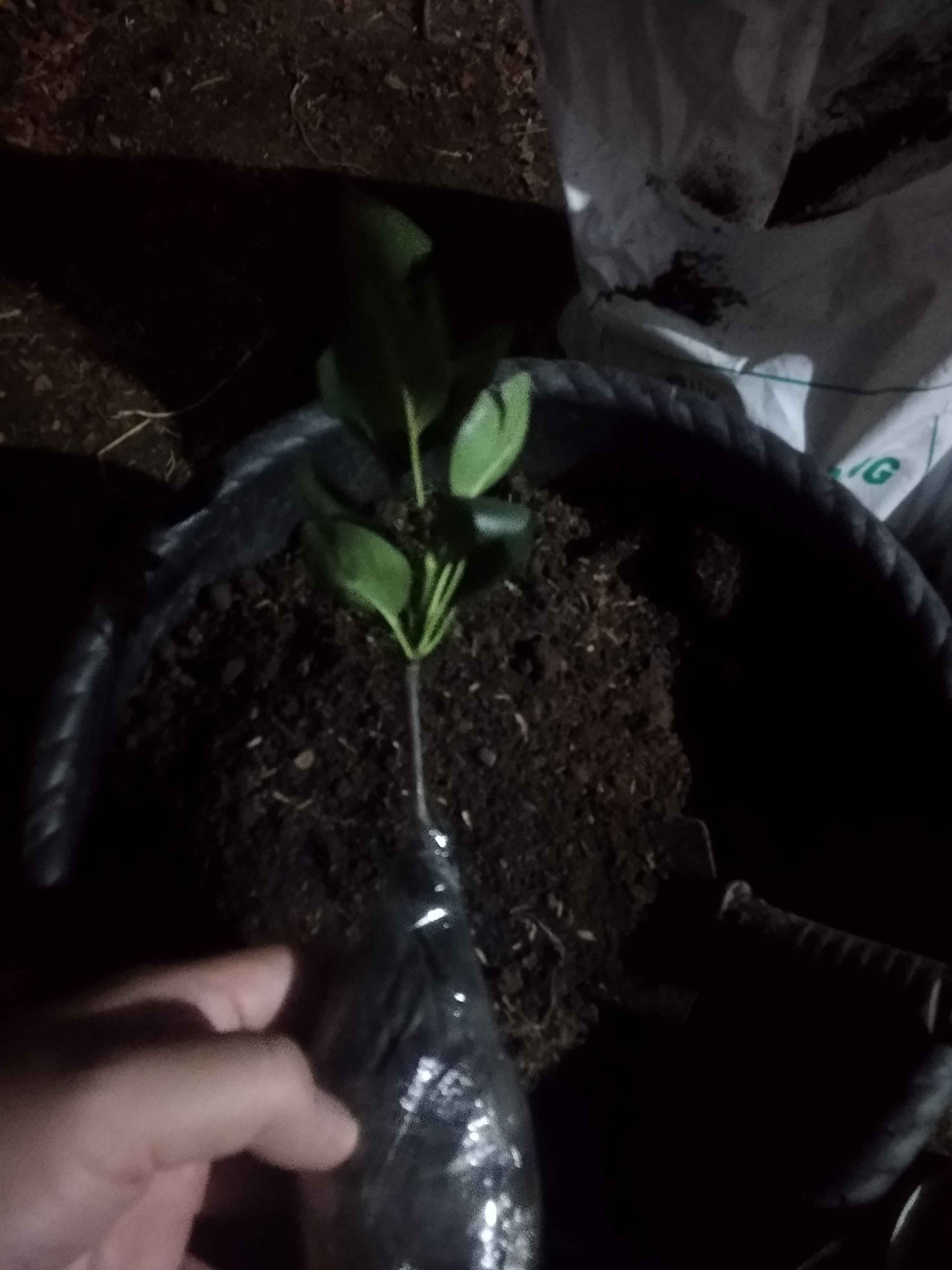 Bibit Buah Pear Pir Hijau Asia