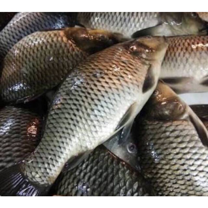 

Ikan mas /500 gr