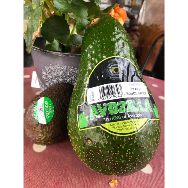 Alpukat Avozilla | Bibit Alpukat Avozilla Valid