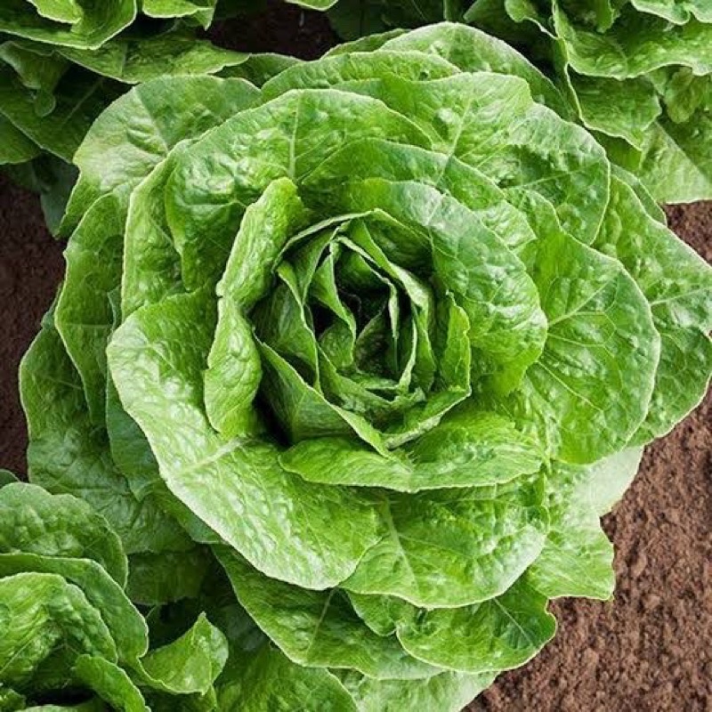 Amefurashi 2 Biji Bibit Benih Sayur Romaine Lettuce Selada Romaine