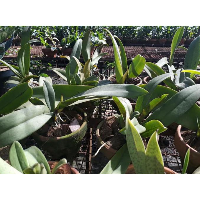 Trichocentrum/Oncidium Lanceanum Dewasa