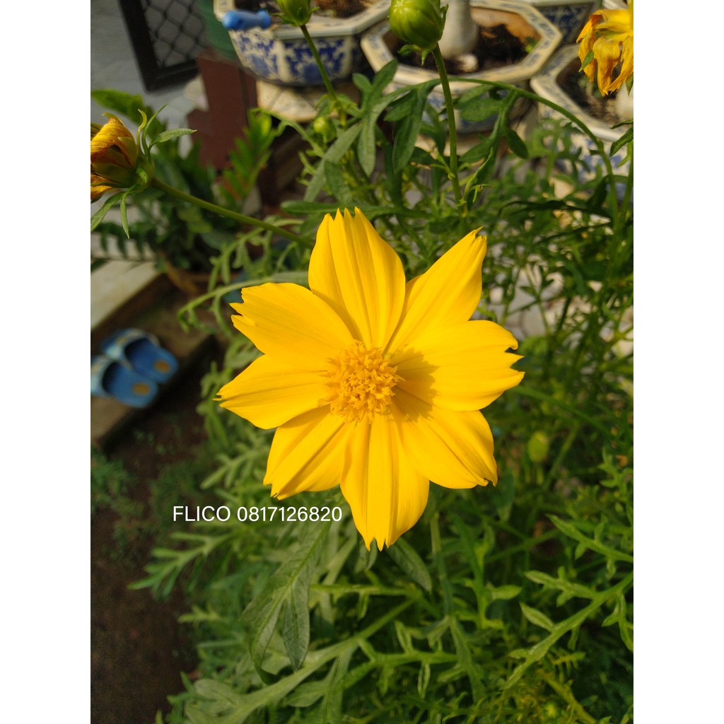 Biji Benih Bunga Cosmos Kuning - Bunga Kenikir - Yellow Cosmos