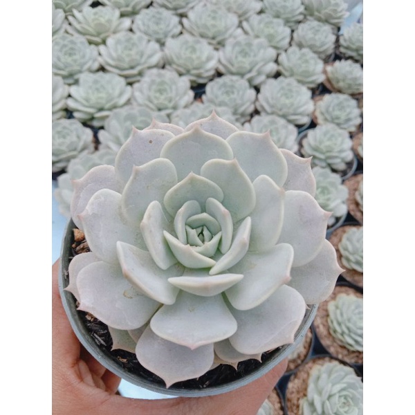 Kaktus Sukulen Echeveria Lola Big 10cm Full