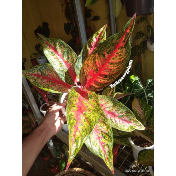 aglonema hot flamming lady indukan
